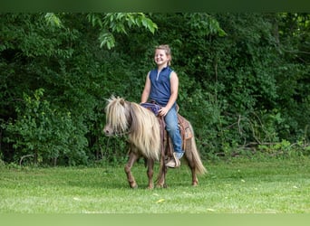 Weitere Ponys/Kleinpferde, Wallach, 6 Jahre, 91 cm, Brauner