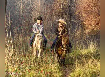 Weitere Ponys/Kleinpferde, Wallach, 6 Jahre, 91 cm