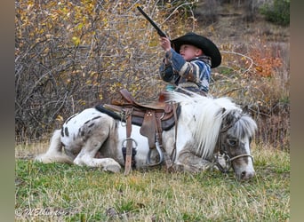 Weitere Ponys/Kleinpferde, Wallach, 6 Jahre, 91 cm