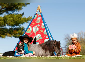 Weitere Ponys/Kleinpferde, Wallach, 6 Jahre, 97 cm, Roan-Blue