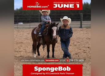 Weitere Ponys/Kleinpferde, Wallach, 6 Jahre, 97 cm, Rotbrauner