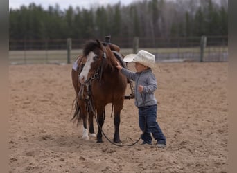 Weitere Ponys/Kleinpferde, Wallach, 6 Jahre, 97 cm, Rotbrauner