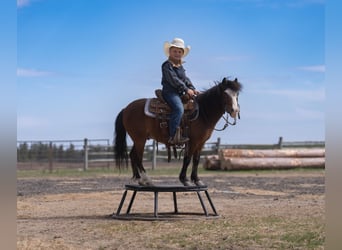 Weitere Ponys/Kleinpferde, Wallach, 6 Jahre, 97 cm, Rotbrauner