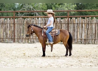 Weitere Ponys/Kleinpferde, Wallach, 6 Jahre, 97 cm, Rotbrauner