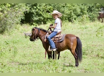 Weitere Ponys/Kleinpferde, Wallach, 6 Jahre, 97 cm, Rotbrauner