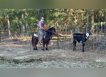 Weitere Ponys/Kleinpferde, Wallach, 6 Jahre, 97 cm, Rotbrauner