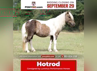 Weitere Ponys/Kleinpferde, Wallach, 6 Jahre, 97 cm, Schecke