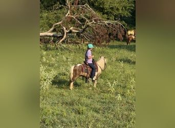 Weitere Ponys/Kleinpferde, Wallach, 6 Jahre, 97 cm, Schecke