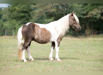 Weitere Ponys/Kleinpferde, Wallach, 6 Jahre, 97 cm, Schecke