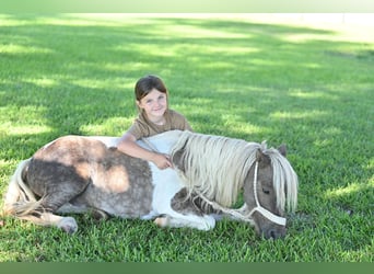 Weitere Ponys/Kleinpferde, Wallach, 6 Jahre, 97 cm, Schecke