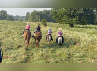 Weitere Ponys/Kleinpferde, Wallach, 6 Jahre, 97 cm, Schecke
