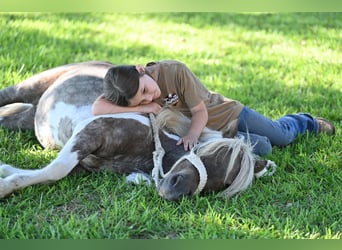 Weitere Ponys/Kleinpferde, Wallach, 6 Jahre, 97 cm, Schecke