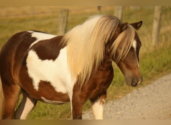 Weitere Ponys/Kleinpferde, Wallach, 6 Jahre, 99 cm, Schecke