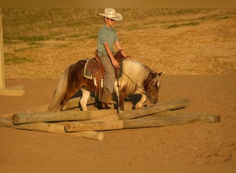Weitere Ponys/Kleinpferde, Wallach, 6 Jahre, 99 cm, Schecke