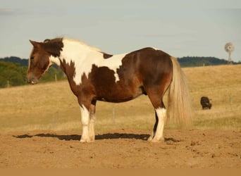 Weitere Ponys/Kleinpferde, Wallach, 6 Jahre, 99 cm, Schecke
