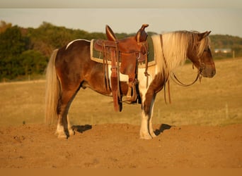 Weitere Ponys/Kleinpferde, Wallach, 6 Jahre, 99 cm, Schecke