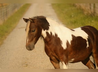 Weitere Ponys/Kleinpferde, Wallach, 6 Jahre, 99 cm, Schecke
