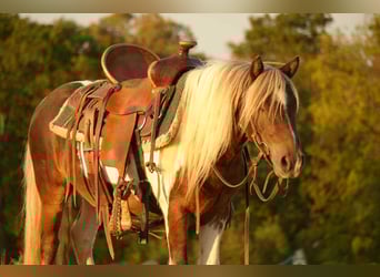 Weitere Ponys/Kleinpferde, Wallach, 6 Jahre, 99 cm, Schecke