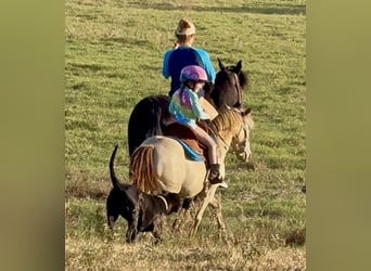 Weitere Ponys/Kleinpferde, Wallach, 6 Jahre, Champagne