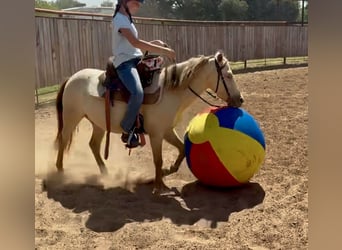 Weitere Ponys/Kleinpferde, Wallach, 6 Jahre, Champagne