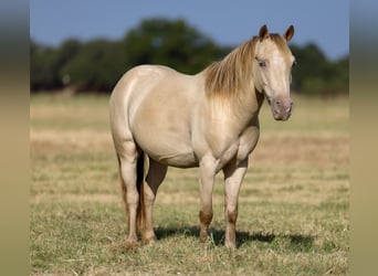 Weitere Ponys/Kleinpferde, Wallach, 6 Jahre, Champagne