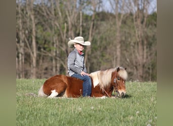 Weitere Ponys/Kleinpferde, Wallach, 6 Jahre, Schecke