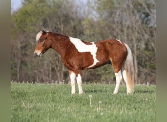 Weitere Ponys/Kleinpferde, Wallach, 6 Jahre, Schecke