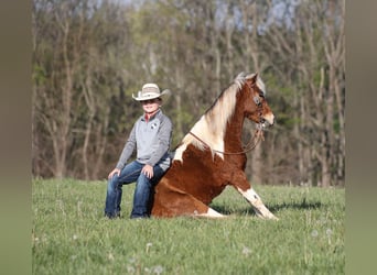 Weitere Ponys/Kleinpferde, Wallach, 6 Jahre, Schecke