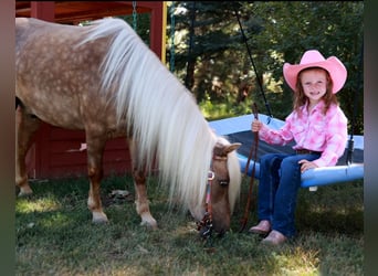 Weitere Ponys/Kleinpferde, Wallach, 7 Jahre, 102 cm, Palomino
