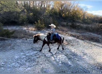 Weitere Ponys/Kleinpferde, Wallach, 7 Jahre, 102 cm, Tobiano-alle-Farben