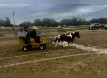 Weitere Ponys/Kleinpferde, Wallach, 7 Jahre, 102 cm, Tobiano-alle-Farben