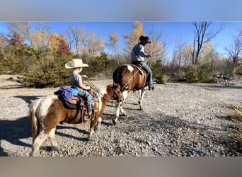 Weitere Ponys/Kleinpferde, Wallach, 7 Jahre, 102 cm, Tobiano-alle-Farben