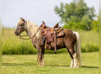 Weitere Ponys/Kleinpferde, Wallach, 7 Jahre, 102 cm