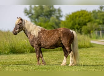 Weitere Ponys/Kleinpferde, Wallach, 7 Jahre, 102 cm