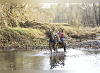 Weitere Ponys/Kleinpferde, Wallach, 7 Jahre, 107 cm, Palomino