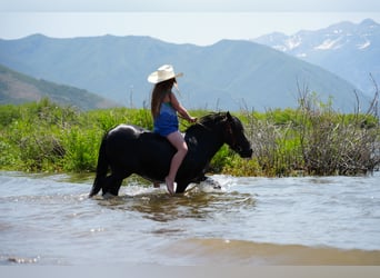 Weitere Ponys/Kleinpferde, Wallach, 7 Jahre, 109 cm, Rappe