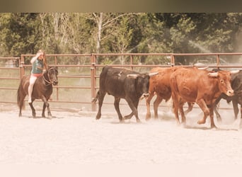 Weitere Ponys/Kleinpferde, Wallach, 7 Jahre, 109 cm, Rappe