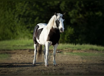 Weitere Ponys/Kleinpferde, Wallach, 7 Jahre, 109 cm, Schecke