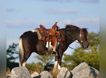 Weitere Ponys/Kleinpferde, Wallach, 7 Jahre, 109 cm, Schecke