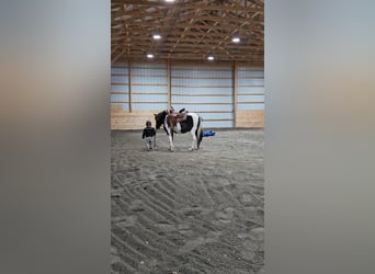 Weitere Ponys/Kleinpferde, Wallach, 7 Jahre, 109 cm, Schecke