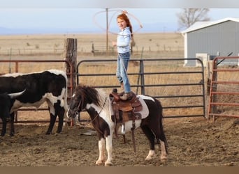 Weitere Ponys/Kleinpferde, Wallach, 7 Jahre, 109 cm, Schecke