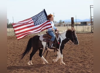 Weitere Ponys/Kleinpferde, Wallach, 7 Jahre, 109 cm, Schecke