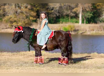 Weitere Ponys/Kleinpferde, Wallach, 7 Jahre, 112 cm, Rappe