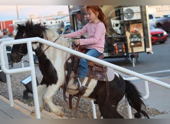 Weitere Ponys/Kleinpferde, Wallach, 7 Jahre, 112 cm, Schecke