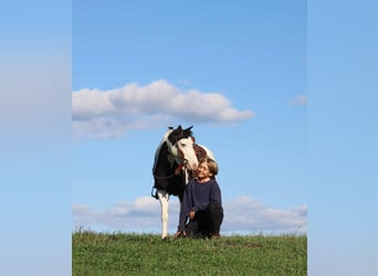 Weitere Ponys/Kleinpferde, Wallach, 7 Jahre, 112 cm, Schecke