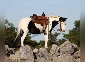 Weitere Ponys/Kleinpferde, Wallach, 7 Jahre, 112 cm, Schecke