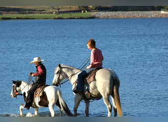 Weitere Ponys/Kleinpferde, Wallach, 7 Jahre, 112 cm, Schecke