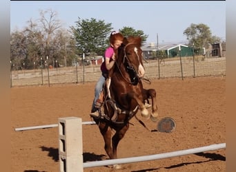 Weitere Ponys/Kleinpferde, Wallach, 7 Jahre, 114 cm, Rotfuchs