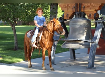 Weitere Ponys/Kleinpferde, Wallach, 7 Jahre, 114 cm, Rotfuchs