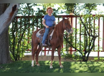 Weitere Ponys/Kleinpferde, Wallach, 7 Jahre, 114 cm, Rotfuchs